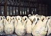 Swan vase quality control.
