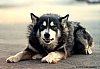 Wolf. ArtDawgs adopted stray.