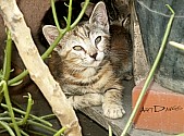 Stray baby kitty